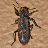 Phloiocopus species
